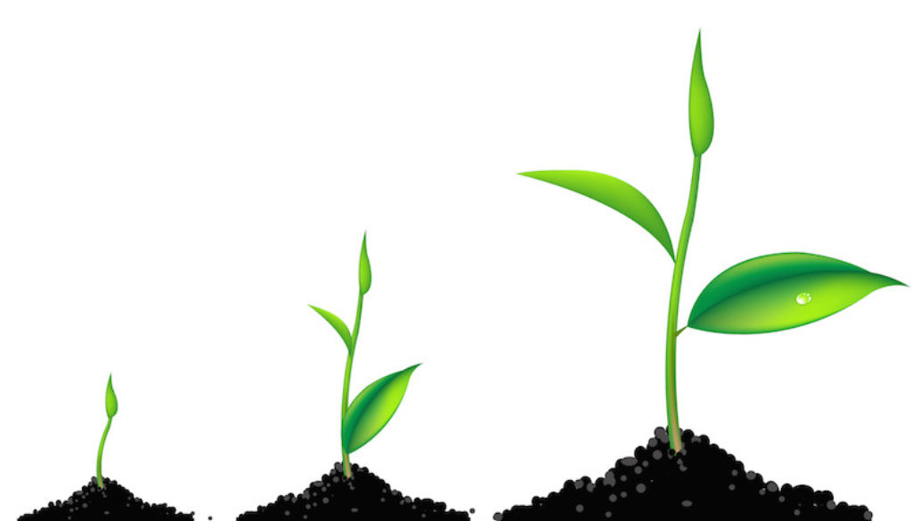 3-sprouts