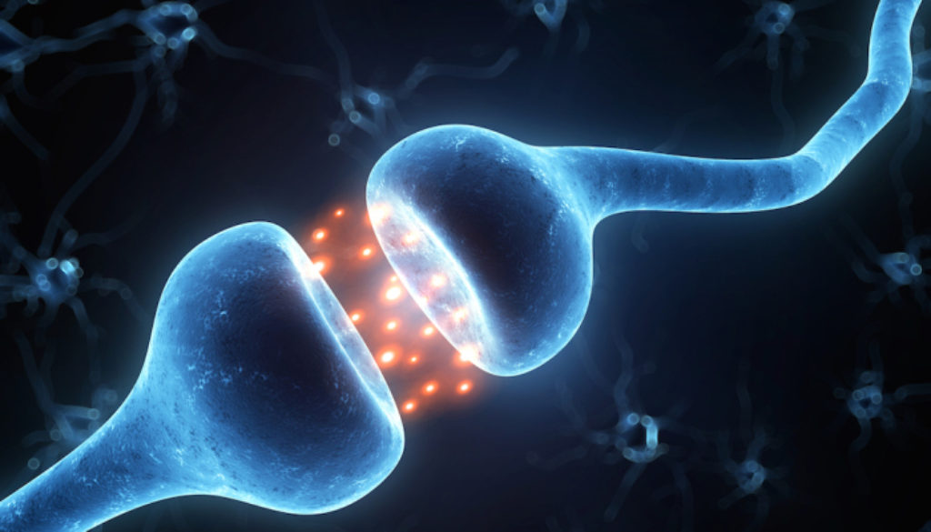 synapse